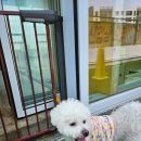 퍼피야놀자 이미지