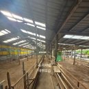 신용 흑염소농장 이미지