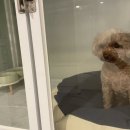 펫슨조이 이미지