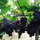 배티농장 이미지