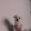 딩가댕댕 이미지