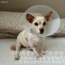 와이즈24시 동물병원 | 군산 24시 제일 동물 병원｜강아지 중성화 수술, 스케일링 &amp; 발치 후기 (비용)