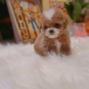 하남강아지 이미지