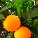 오렌지반점 이미지