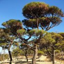 택수목장 이미지