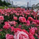 꽃빛공원 화장실 이미지