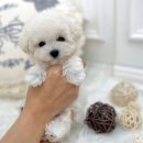 디바인퍼피 이미지