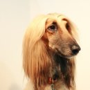 프란다스애견 이미지