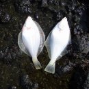 참가자미나라 이미지