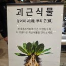 주)세라젬 롯데백화점 부산본점 | 서면 롯데백화점 부산본점 괴근식물 청년농부 마와 바쿠 팝업스토어 방문후기