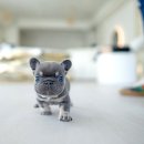 블루퍼피 이미지