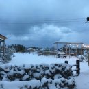 나른한 당근 이미지