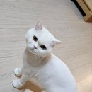 냥냥미장원 이미지