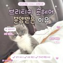 브리티쉬 숏헤어 분양후기. 성격 외모 먼치킨, 렉돌 비교.