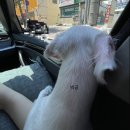 피정현 동물병원 이미지