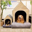 에브리데이 펫 이미지