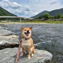 아우라지쉼터 | 정선 아우라지 둘레길 코스 소개 애견동반 강아지 산책으로 대만족