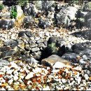 단종 어수정 이미지