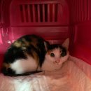 김호식농장 | 수원 돌봄동물병원 고양이 구토 진료 후기