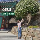 수인사유치원 | 김해사찰 부처님오신날에 가기좋은 수인사 ft. 하얀동백이쁨