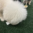 부산애견카페122