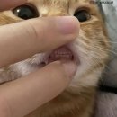 영MD 네이버블로그