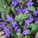 금장초등학교 이미지