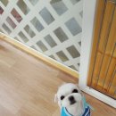 이뿌개 귀엽개 이미지