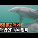 [JIBS뉴스] 남방큰돌고래에 '생태법인' 부여될까 이미지