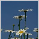 하늘아래첫집 이미지