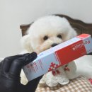 강아지언니 | 강아지연고 포비겔 비숑 발사탕으로 착색된 발바닥 보습 케어 후기