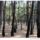 월송정매점 이미지