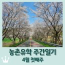 청년피자 보성점 | 보성 농촌유학 주간일기 4월 첫째주 / 순천 나들이 / 상추,당귀 모종심기 / 향수 만들기 / 보성의 벚꽃