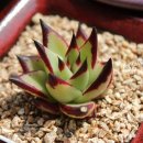 동운슈퍼 이미지