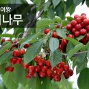 체리나무