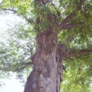 느티마을 이미지