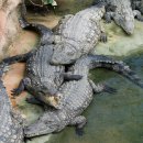 풍성농장 | 파타야 악어농장 투어, 아이와 함께 즐거운 썽태우 픽업 후기!