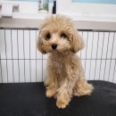 마이핫독 이미지