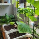 바다텃밭 Lab 이미지