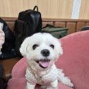 퀸애견 | 제주도 애견동반 여행｜퀸제누비아호 후기 (예약·차량선적·펫스위트룸 솔직리뷰)