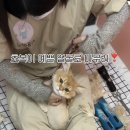 미용하냥 이미지