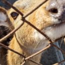 광덕산사슴목장 이미지