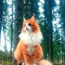 고양이숲 이미지