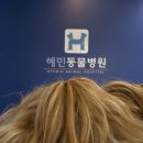 혜민동물병원 | 강남 혜민동물병원 기관지협착증 강아지 침치료 효과