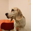 천사 애견 이미지