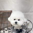 댕그랑댕 이미지