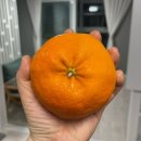 팜힐 | 농라 팜힐빙 레드향 대과 5kg 후기