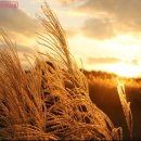[서부] 캘리그라피(2025) | [공지] 10월에 가볼만한 서울축제🌾하늘공원 &#39;서울억새축제2025&#39; 개막