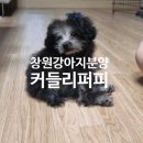 커들리 퍼피 창원강아지 분양 이미지