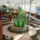 알로에테마파크 이미지